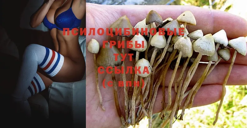 Галлюциногенные грибы Psilocybine cubensis  Ливны 